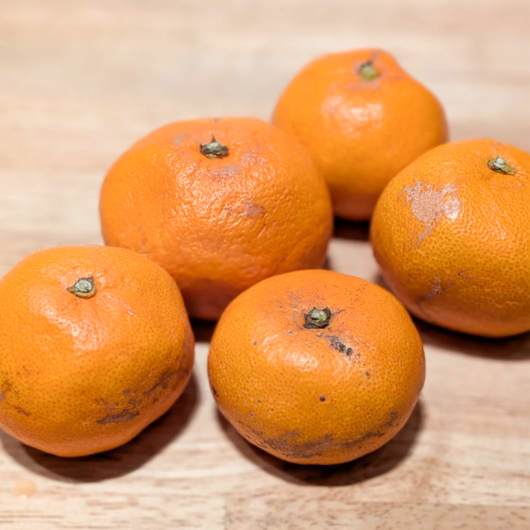 訳あり_完熟アルギットみかん：1kg（10個程度）